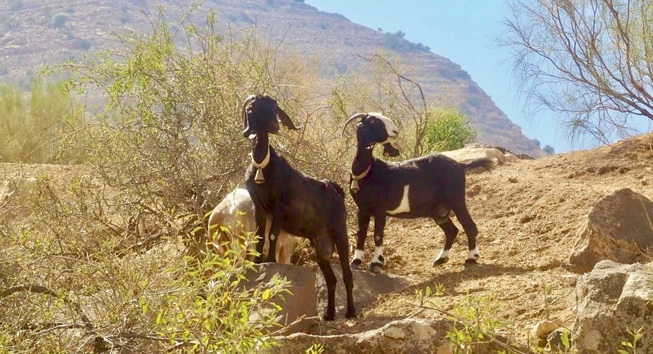 Jordanie 26 Jordanie 26